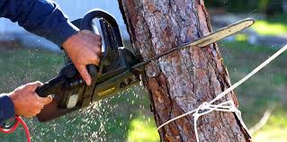 Best Tree Cabling and Bracing  in West Grove, PA